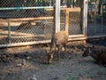 Deer in a small Zoo, Thailand. Royalty Free Stock Photo