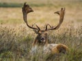 Deer Smiling Royalty Free Stock Photo