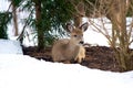 Deer in Snow Royalty Free Stock Photo