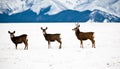 3 deer in the snow