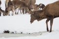 Deer in the snow. Deer drinks water