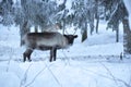Deer in the snow in Finnish Lapland