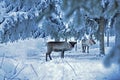 Deer in the snow in Finnish Lapland