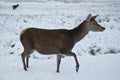 Deer in the snow in Glen coe Royalty Free Stock Photo