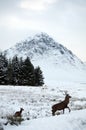 Deer in the snow at Glen Coe in Scotland Royalty Free Stock Photo