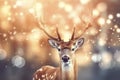 Deer in the snow, winter greetings. Portrait of deer with stags.