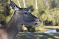 Deer  in sunny winter day Royalty Free Stock Photo