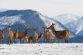 Deer in the snowy mountains