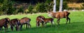 deer and a softs in nature panorama Royalty Free Stock Photo