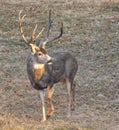 A Deer Sporting a Huge Rack! Royalty Free Stock Photo