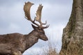 Deer spotted in Phoenix Park, Dublin Royalty Free Stock Photo