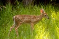 Deer. Spotted young baby deer. Wild Animals. Wildlife nature photography. Green grass with sunbeams Royalty Free Stock Photo