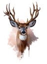 Deer with spreading antlers, watercolor painting Royalty Free Stock Photo