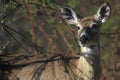 Deer in spring, Skyline Drive, Shenandoah National Park, VA Royalty Free Stock Photo