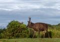 Deer in Sri Lanka Wildlife Consevation Royalty Free Stock Photo