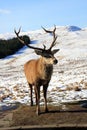 Deer Stag Royalty Free Stock Photo