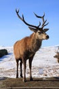 Deer Stag Royalty Free Stock Photo