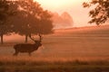 Deer stag with antlers, at sunrise Royalty Free Stock Photo