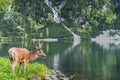 deer stag over alpine pond in Poland Royalty Free Stock Photo