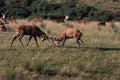 Deer stag at the rutting time Royalty Free Stock Photo