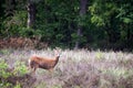 Deer stag standing in a heather field near the forest edge. Looking towards camera. Small stag.