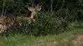 Deer Stag a young buck keeping guard Royalty Free Stock Photo