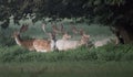 Deer stags Royalty Free Stock Photo