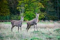 Deer stags posing Royalty Free Stock Photo