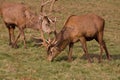 Deer Stags in Winter