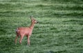 Deer on the meadow i springtime. Royalty Free Stock Photo