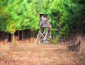 Hunting in Pine Thicket