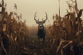 Deer standing in corn field in summertime nature