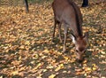 Deer standing and eating the grass on the falling leaves floor at the park in Nara, Japan. Royalty Free Stock Photo