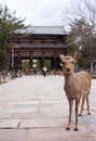 A deer standing in front of camera, The Nandaimon Gate of Todaiji in the background in Nara, Japan