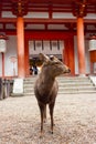 A deer standing in front of Kasuga Temple in Nara, Japan Royalty Free Stock Photo