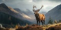 Deer Standing on Grass-Covered Hillside Royalty Free Stock Photo