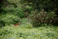 Deer standing in the grass near the forrest