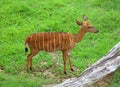 Deer Royalty Free Stock Photo