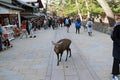 Deer standing among the tourist at the Nara city. Tourist can cl