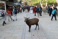 Deer standing among the tourist at the Nara city. Tourist can close and feed to deer.