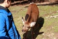 Deer standing and Waiting for feeding from the boy at Nara city. Tourist can close and feed to deer.