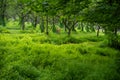 A deer stands in an idyllic orchard with rows of fruit trees and grass Royalty Free Stock Photo