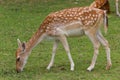 Deer Star in the farm Bangkok Thailand. Royalty Free Stock Photo
