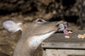 Deer Stealing Peanut