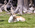 Deer Stock Photo. Close-up profile view resting in the field with grass and trees background in its environment and surrounding