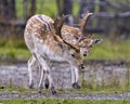 Deer Stock Photo and Image. Fallow Deer close-up side profile in the forest with a blur background in its environment and habitat