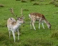 Deer Stock Photo and Image. Deer Fallow male and female foraging in the field in their environment and habitat surrounding Royalty Free Stock Photo