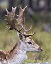 Deer Stock Photo and Image. Fallow Deer male head close-up shot displaying big antlers with a blur background in its environment Royalty Free Stock Photo