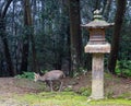 Deer beside a stone lantern in Nara