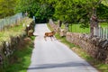 Deer on a street in Applecross